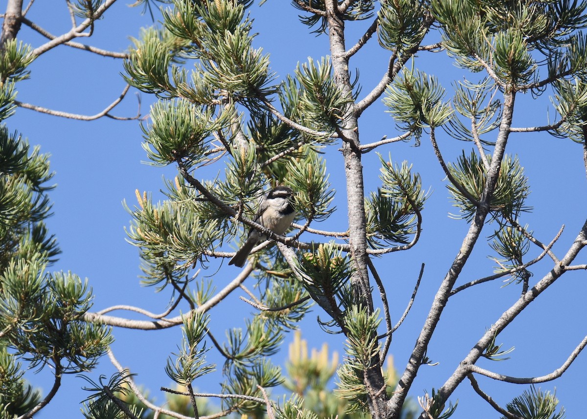 Mountain Chickadee - ML398469881