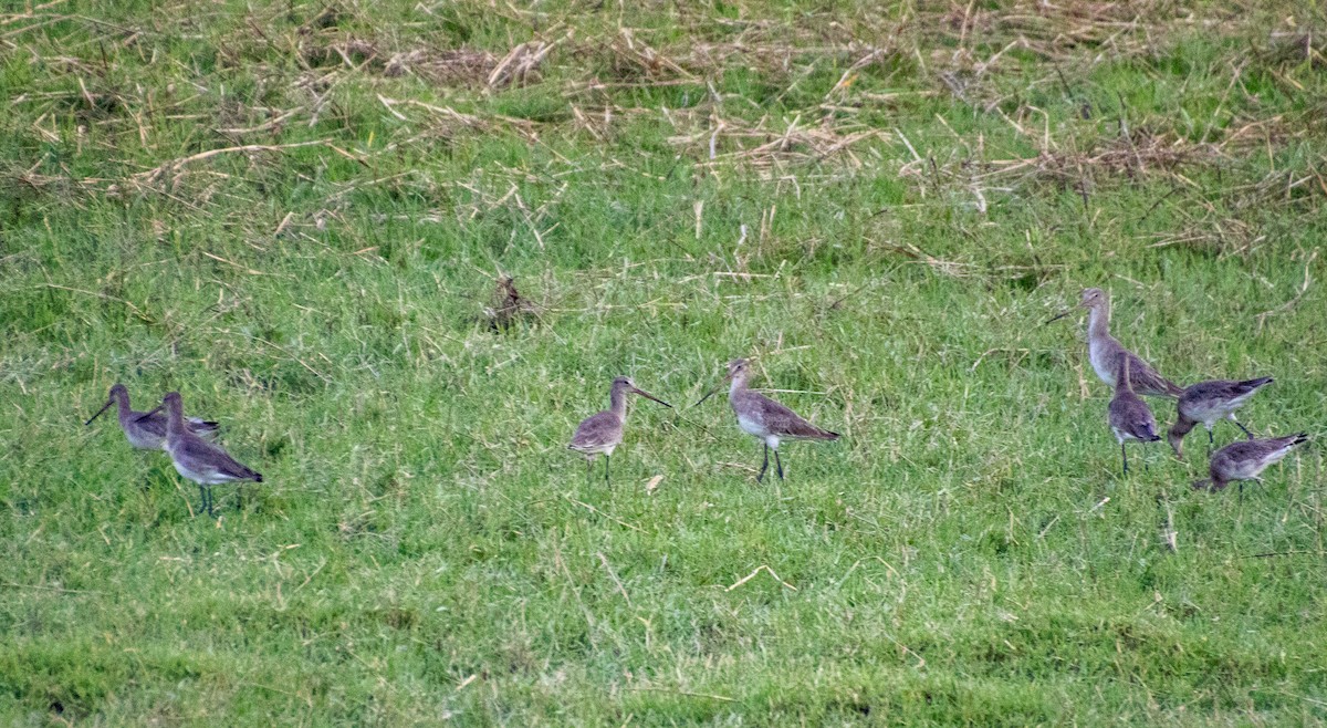 Black-tailed Godwit - Terry Wells