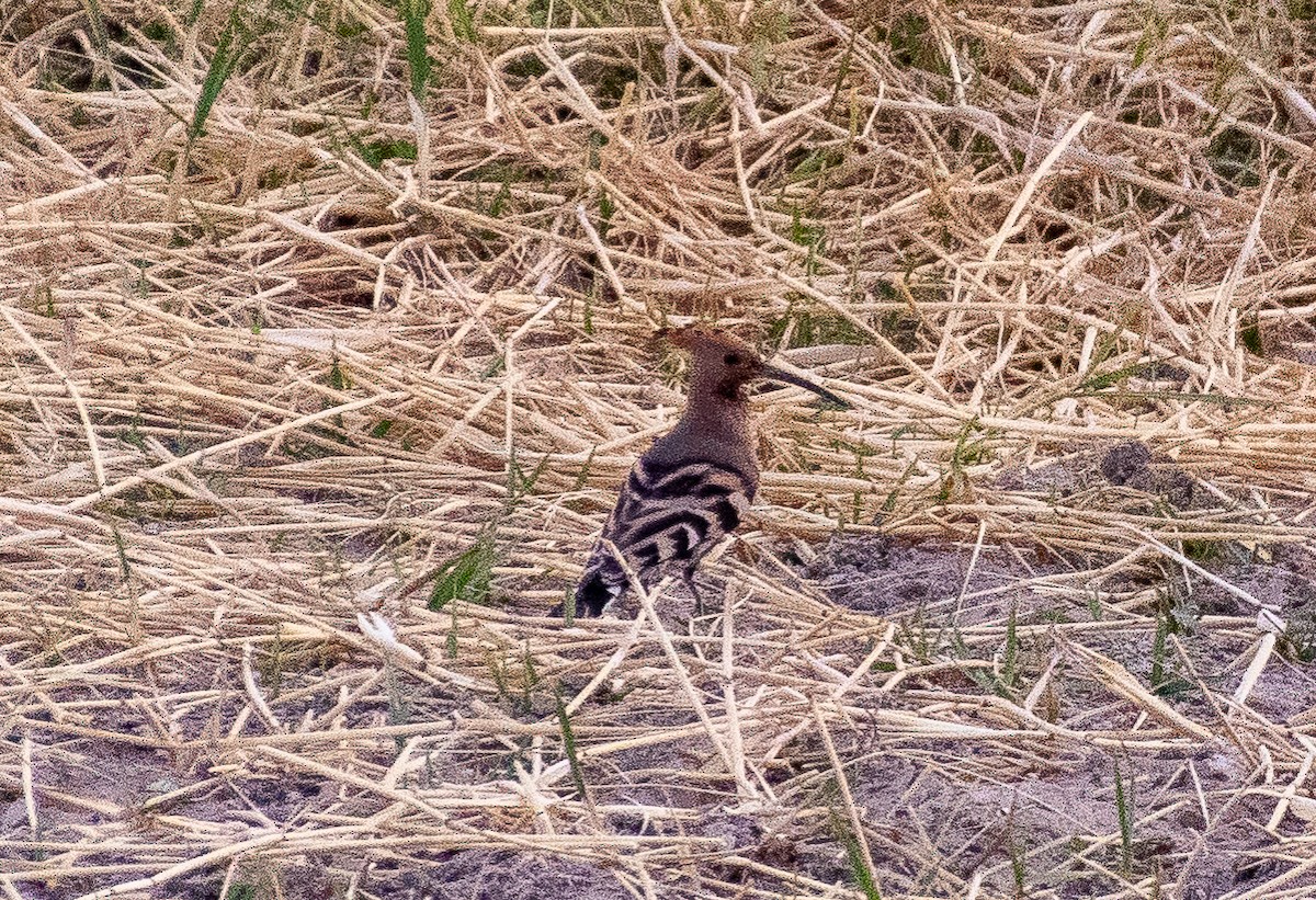 Eurasian Hoopoe - ML398470451