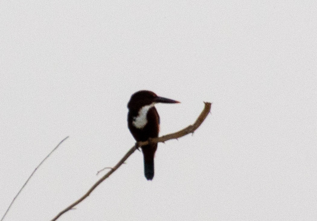 White-throated Kingfisher - Terry Wells