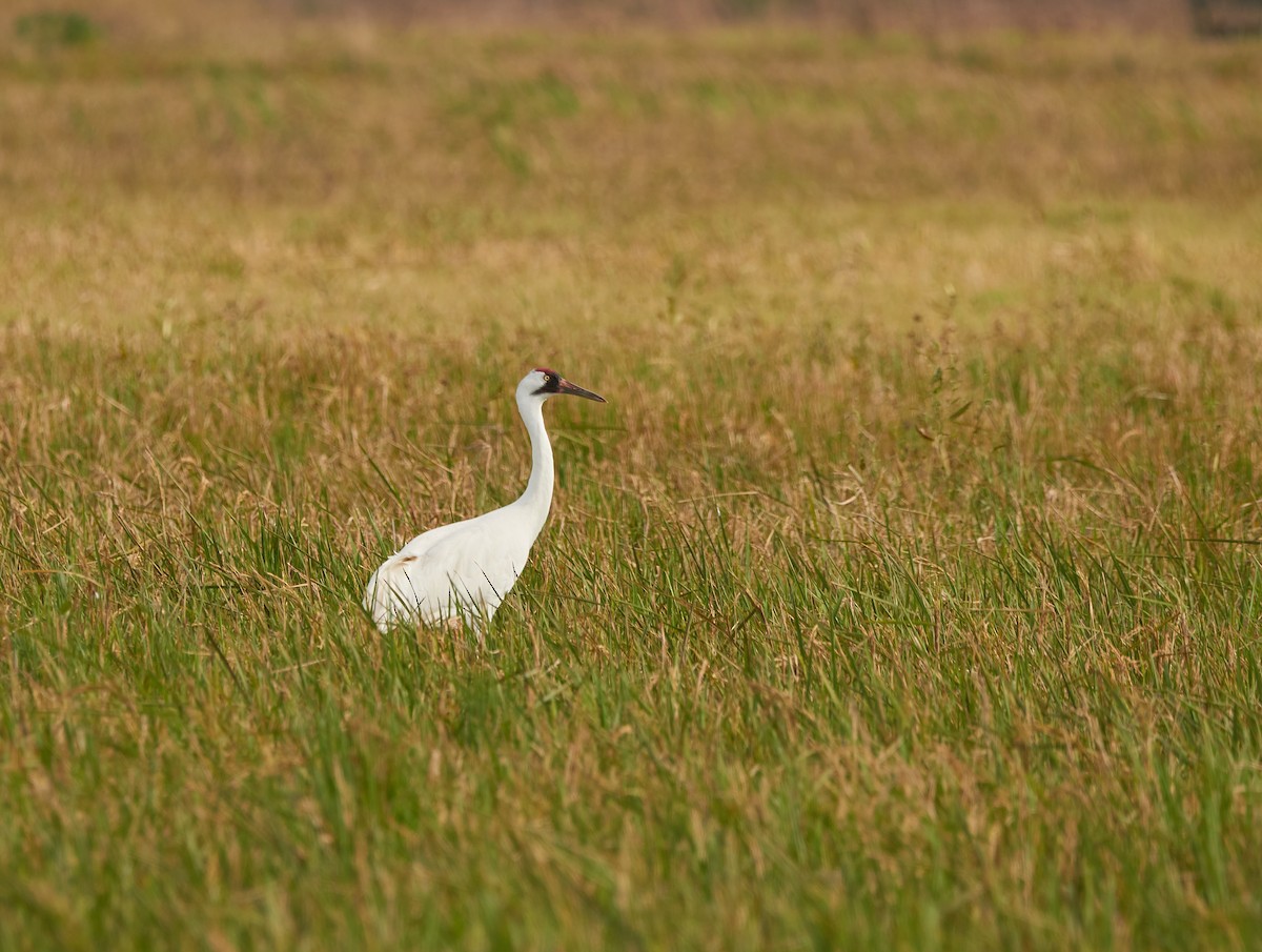 Whooping Crane - ML398472301