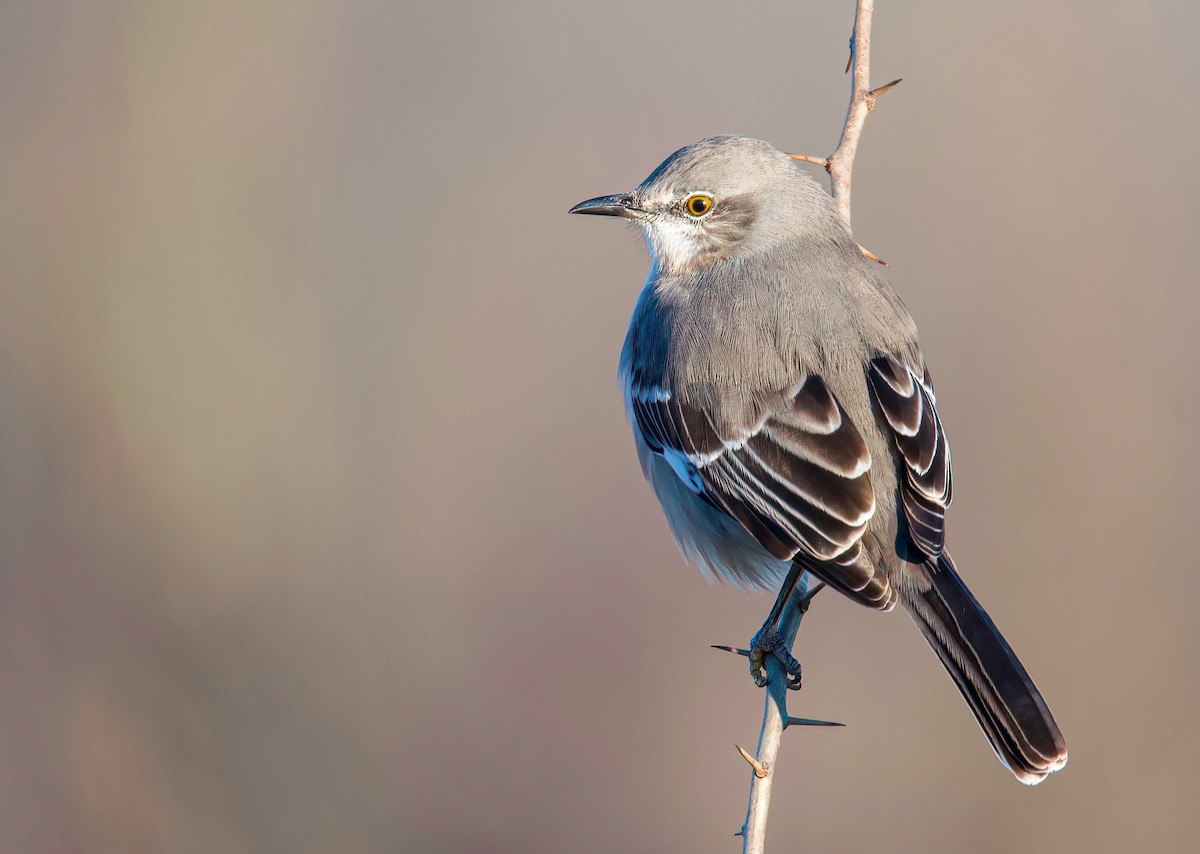 Northern Mockingbird - ML398472361