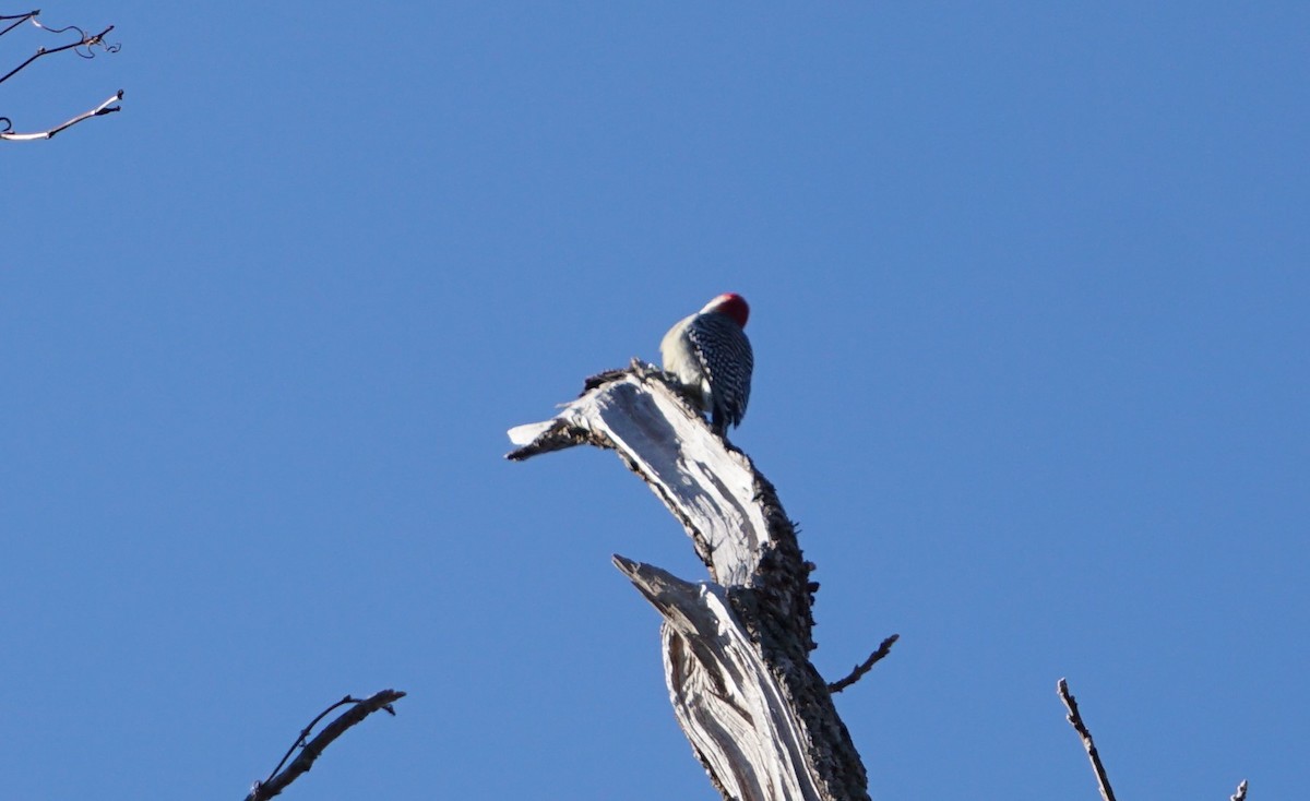 Red-bellied Woodpecker - Michael Kendrick
