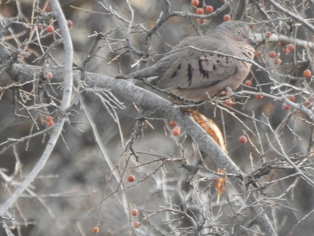 Common Ground Dove - ML398474891