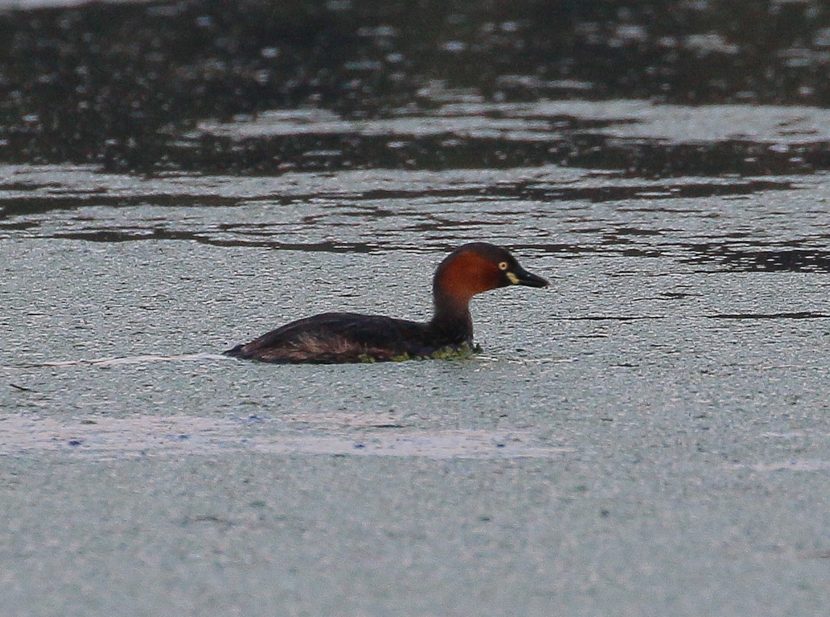 Little Grebe - ML398475511