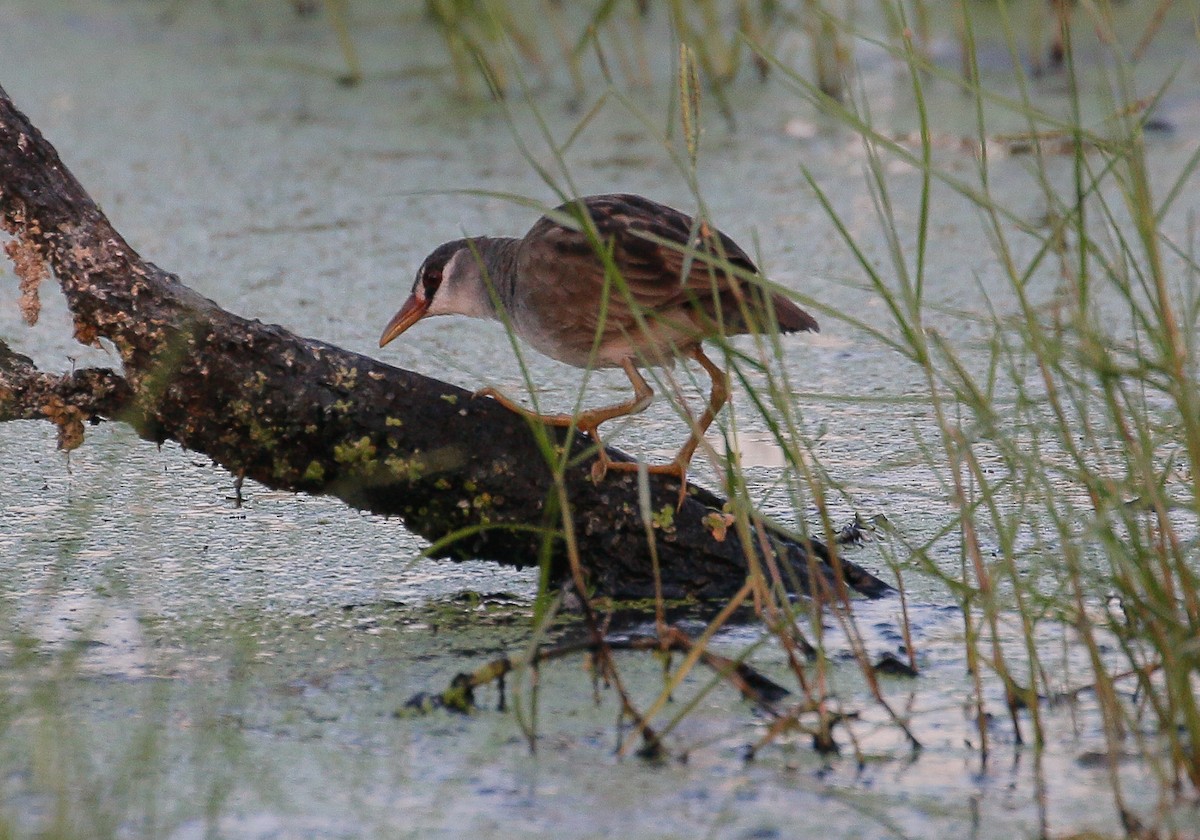 White-browed Crake - ML398475551