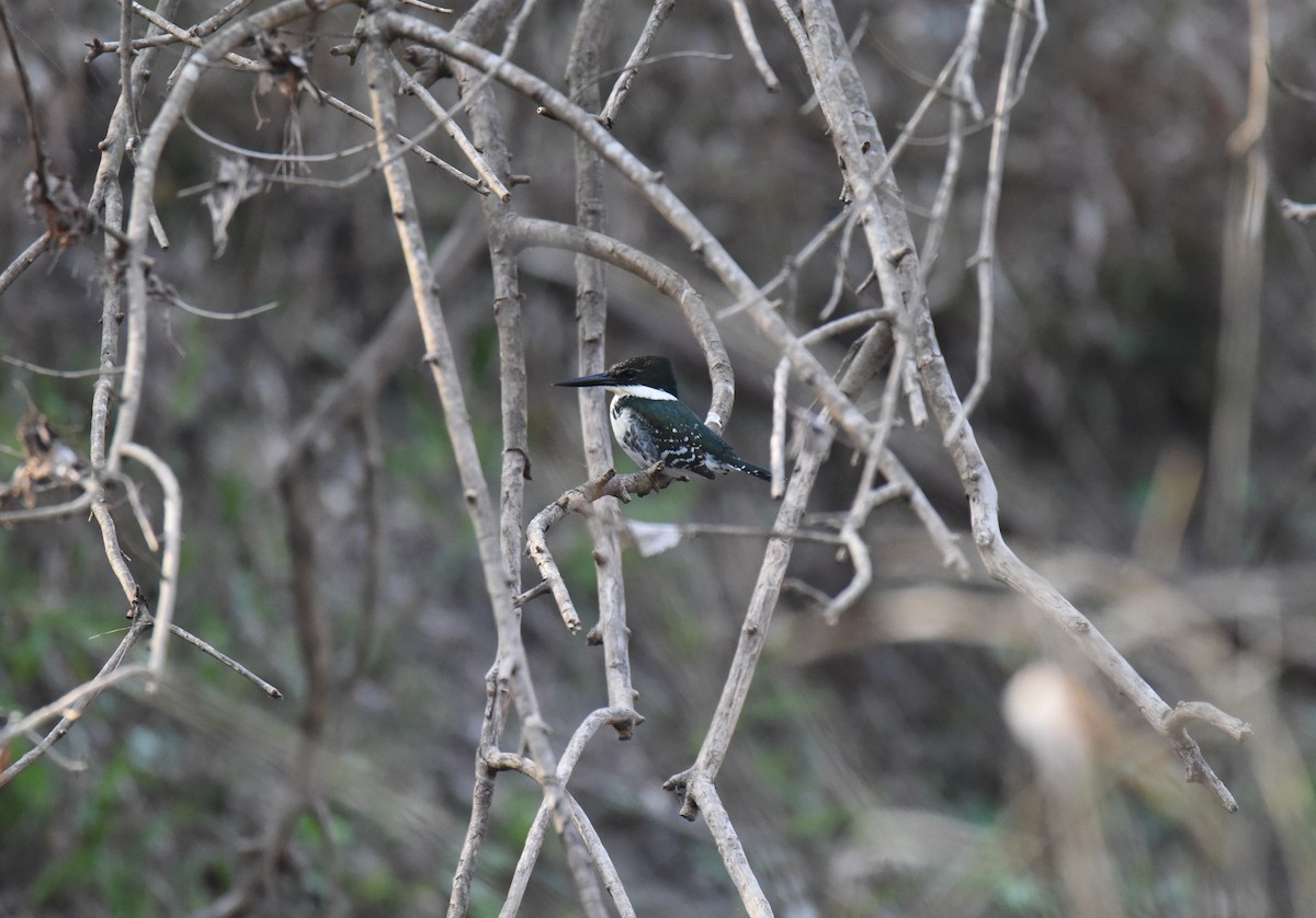 Green Kingfisher - ML398475921