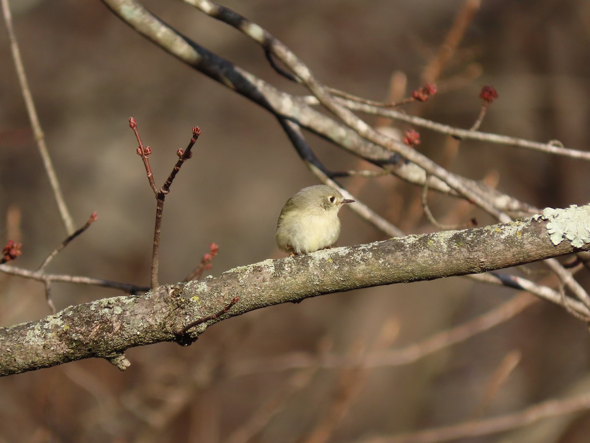 Ruby-crowned Kinglet - ML398476331
