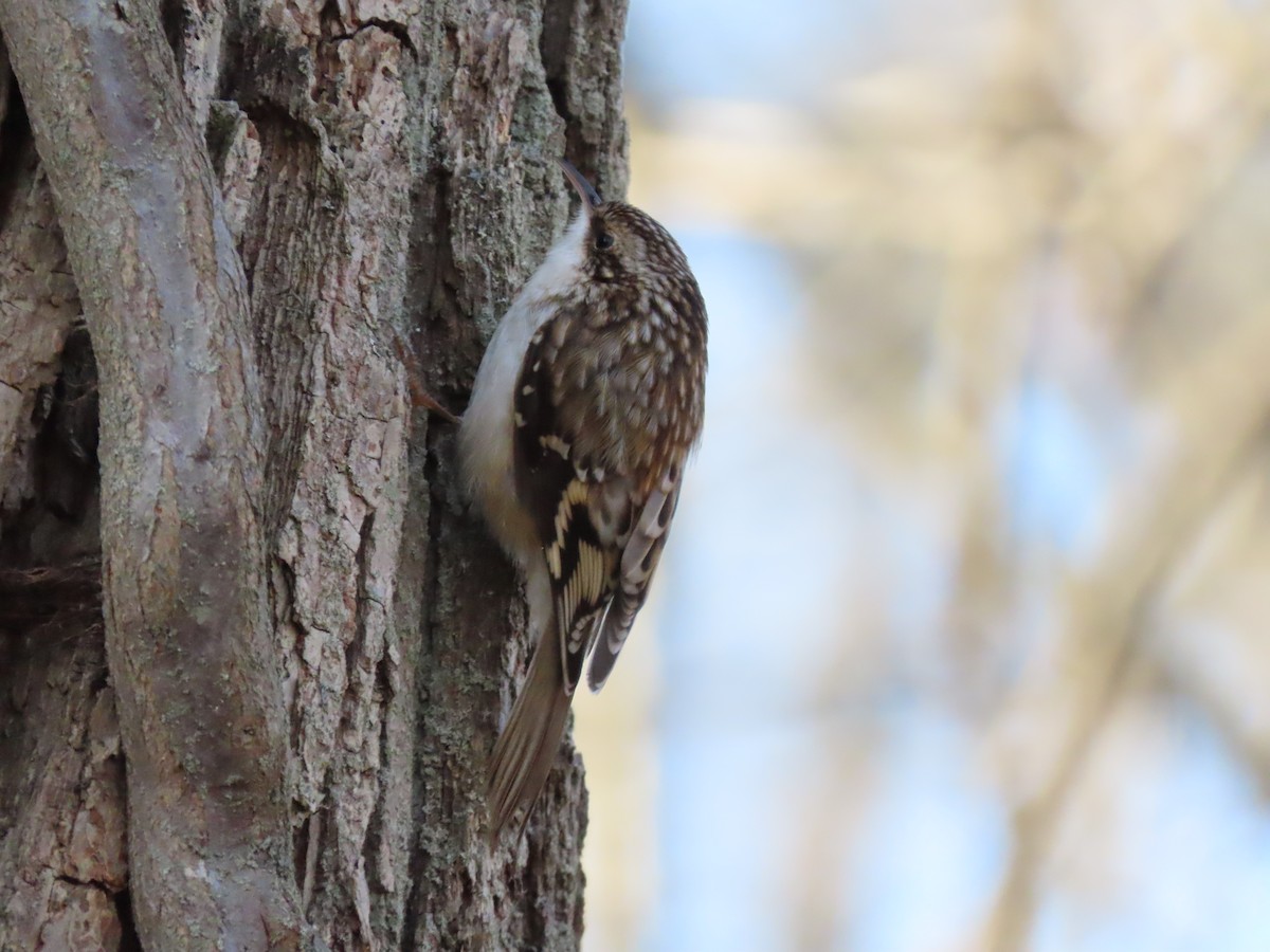 Brown Creeper - ML398476351
