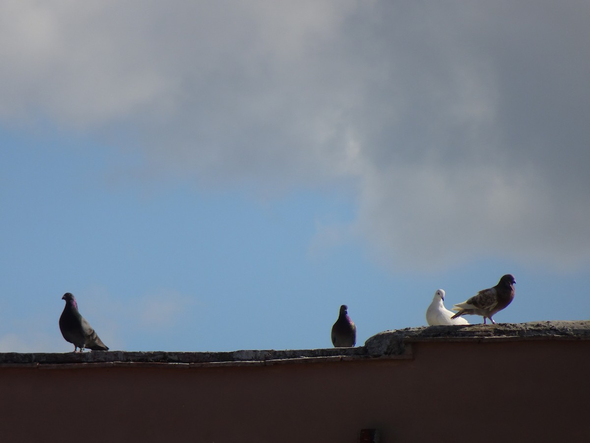 Rock Pigeon (Feral Pigeon) - ML398477841