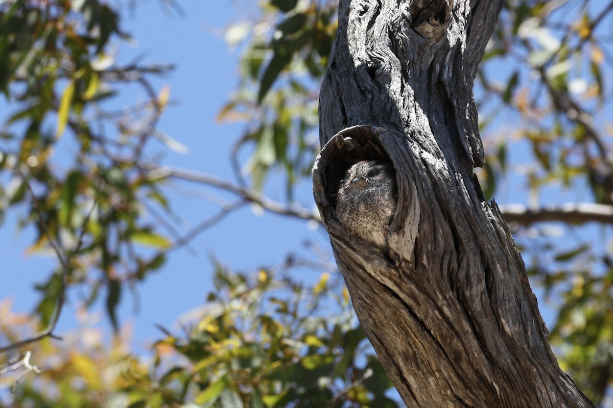 Australian Owlet-nightjar - ML398479101
