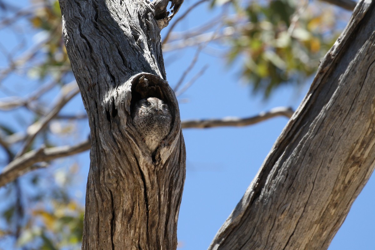 Australian Owlet-nightjar - ML398479401