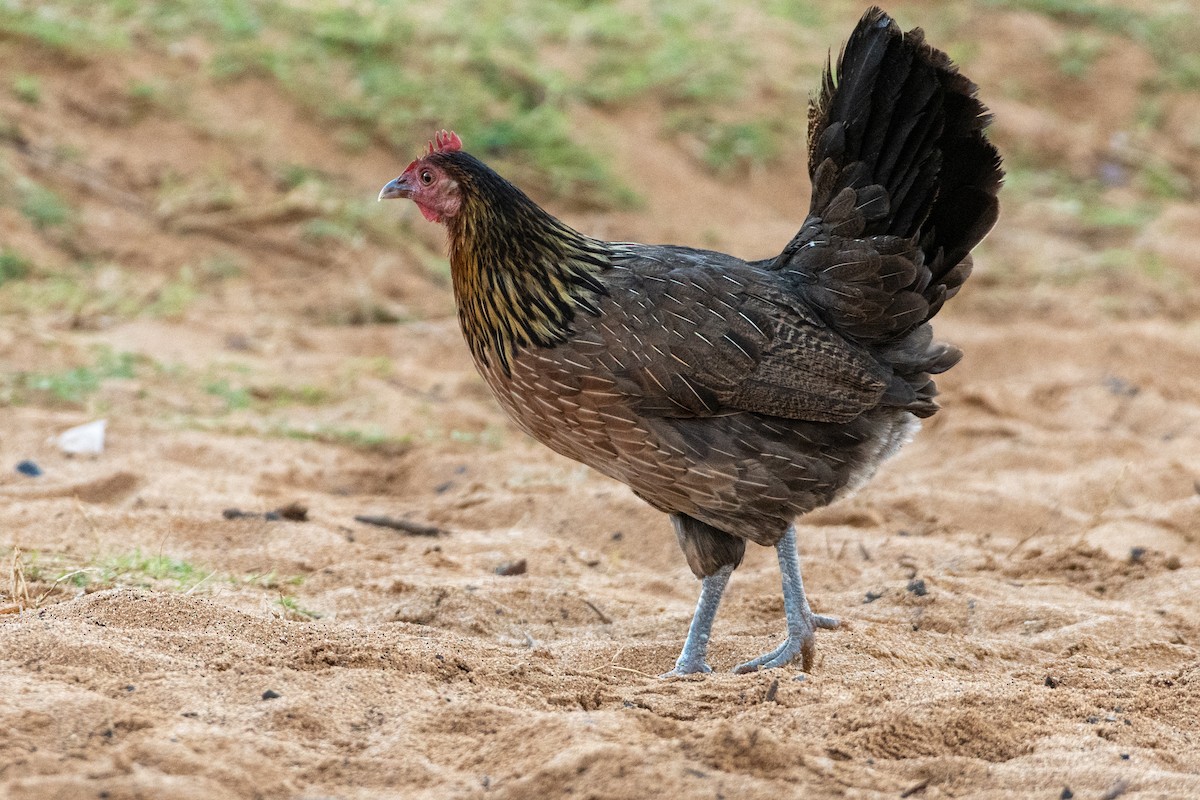 Red Junglefowl (Domestic type) - ML398481981