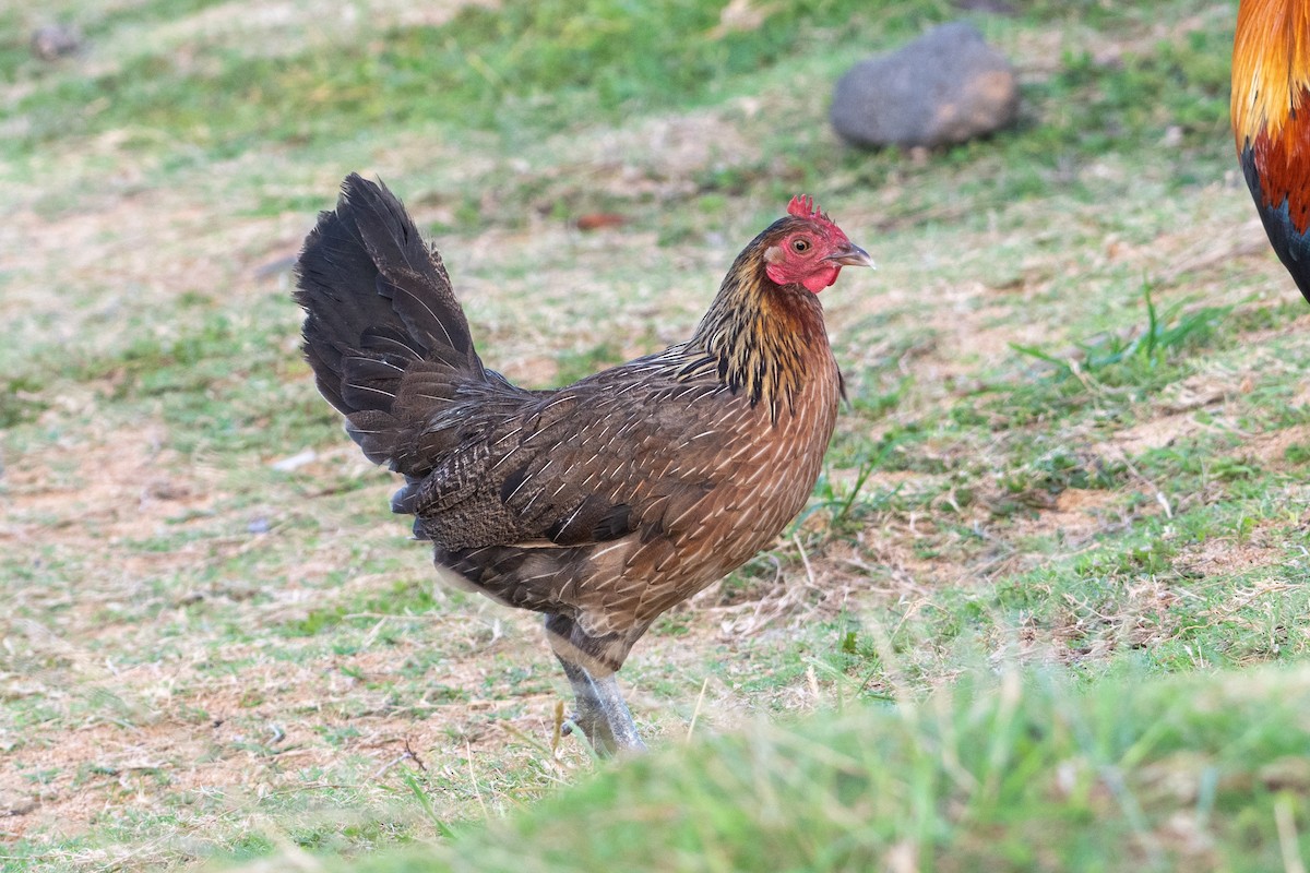 תרנגול בר (מבוית) - ML398482141