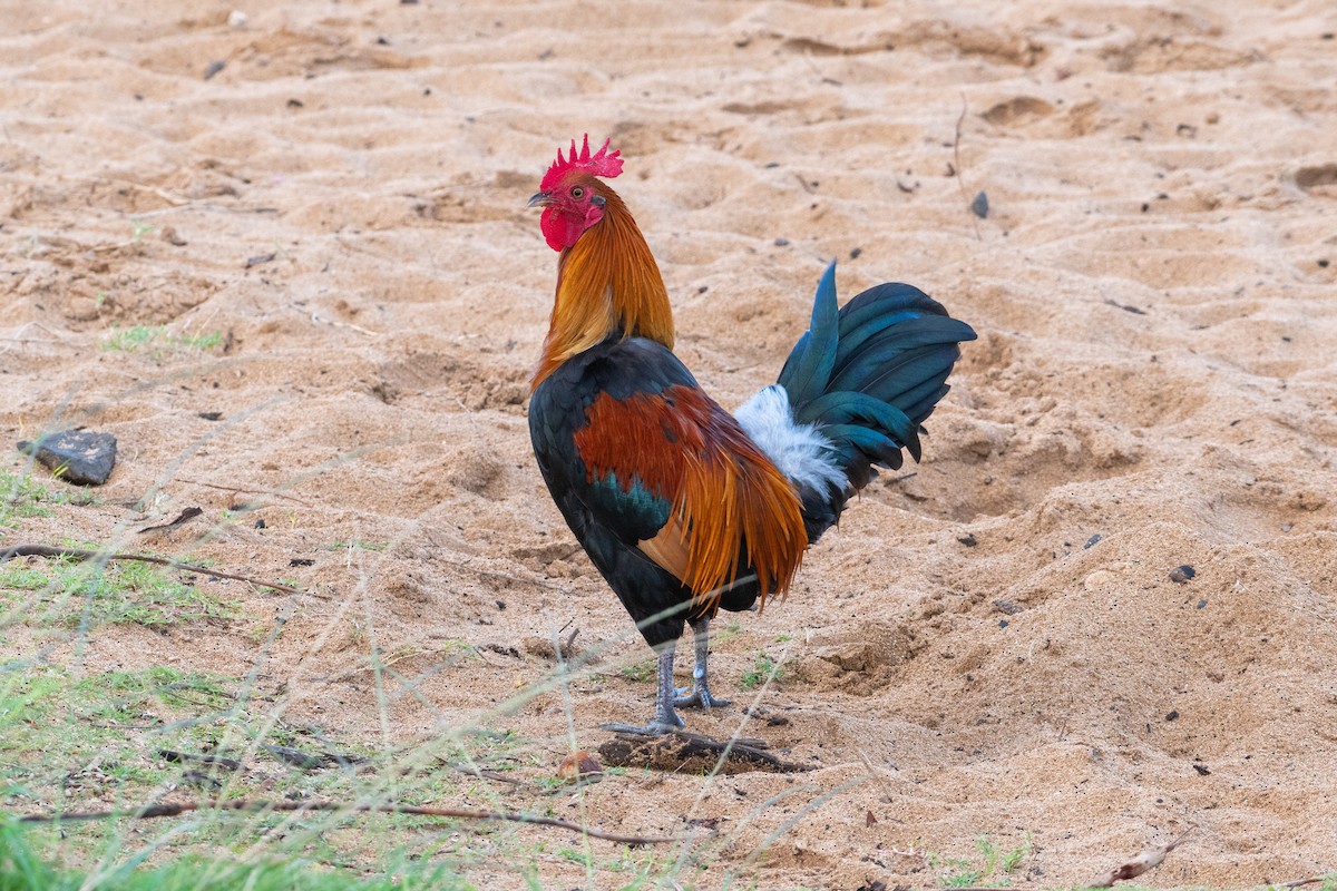 Red Junglefowl (Domestic type) - Jeremy Cushman