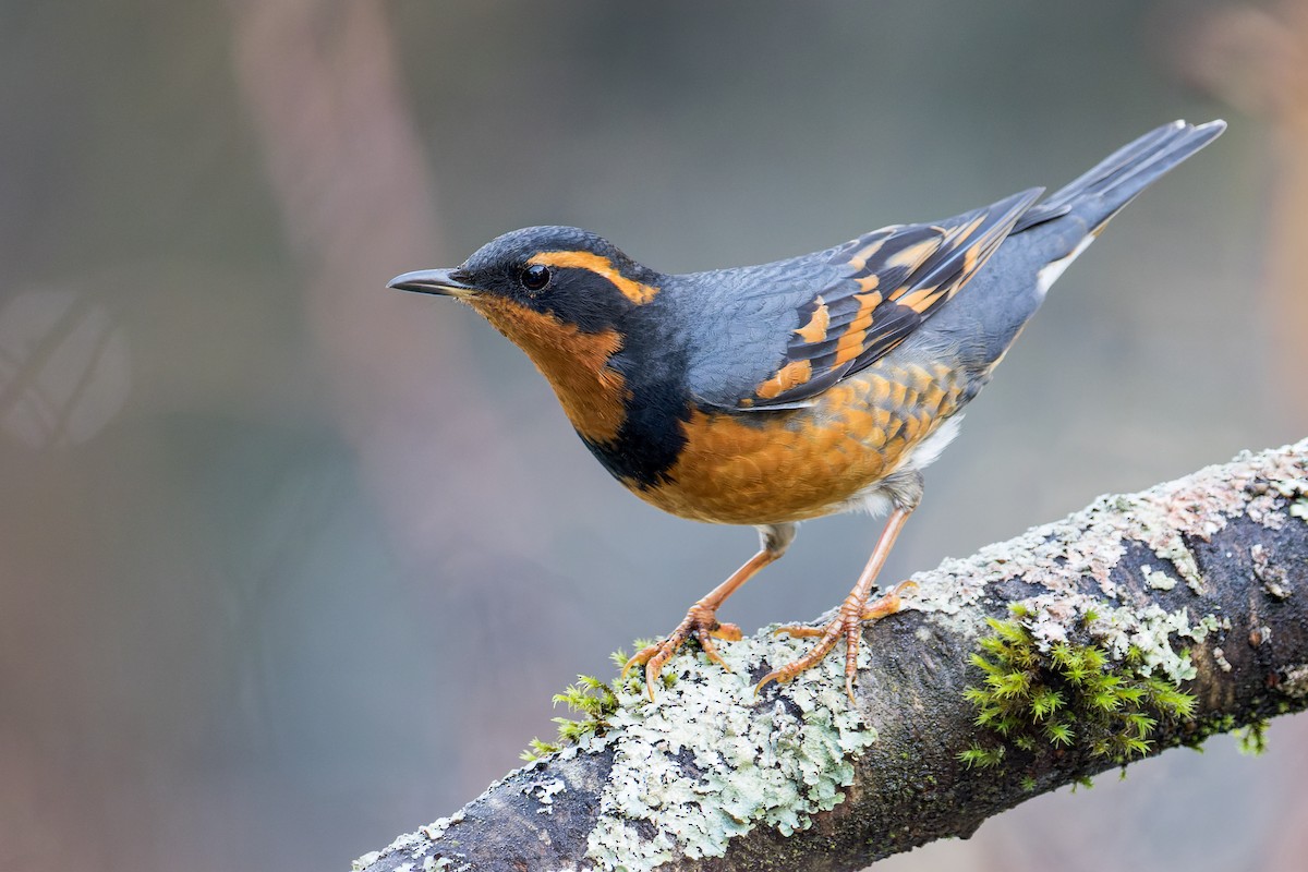 Varied Thrush - Blair Dudeck