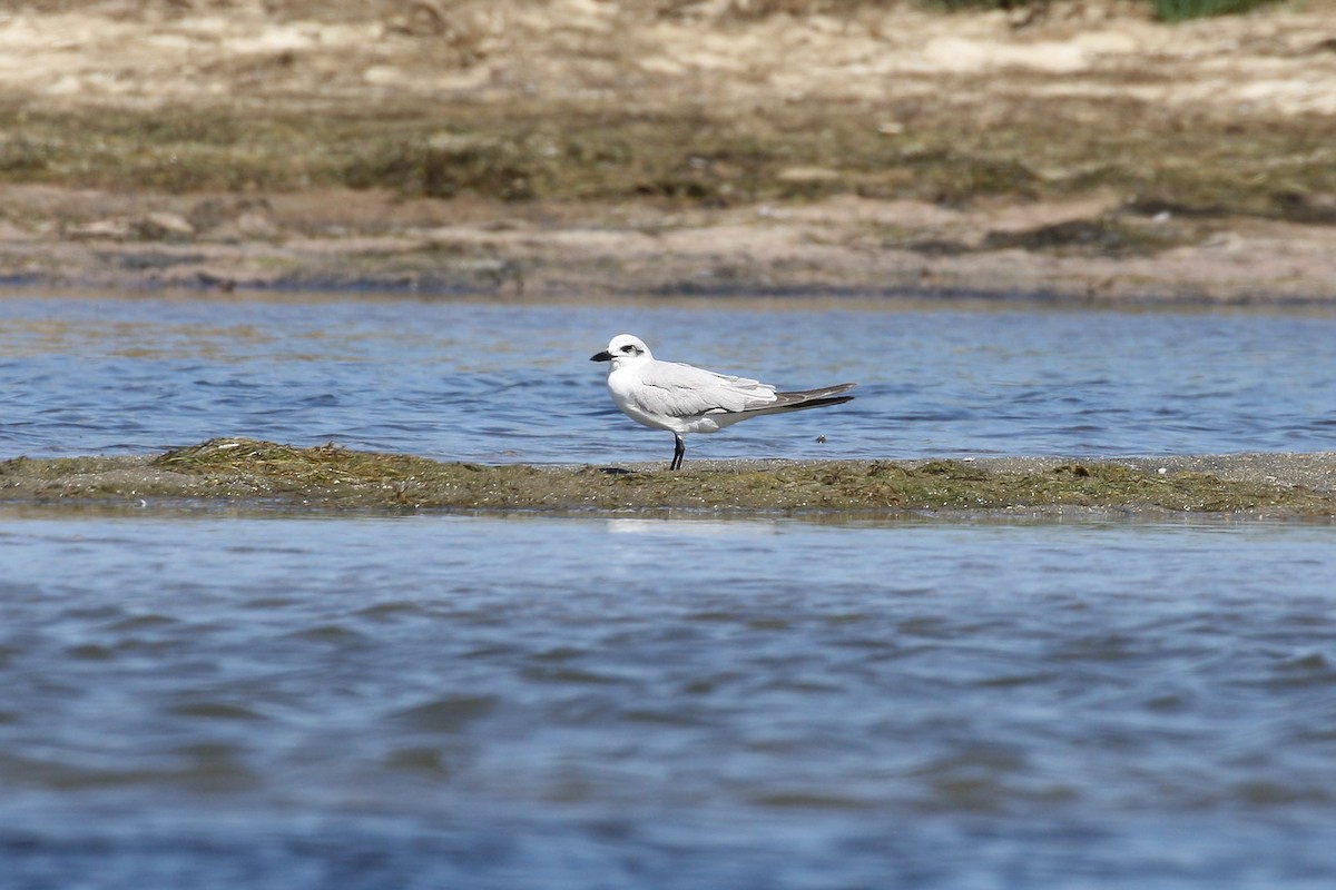 Gull-billed Tern - ML398483541