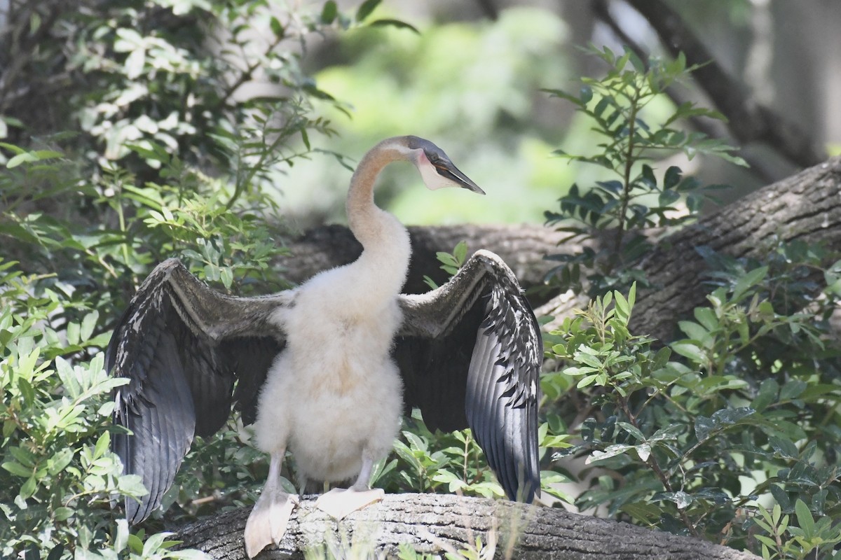 Australasian Darter - Scott Linnane