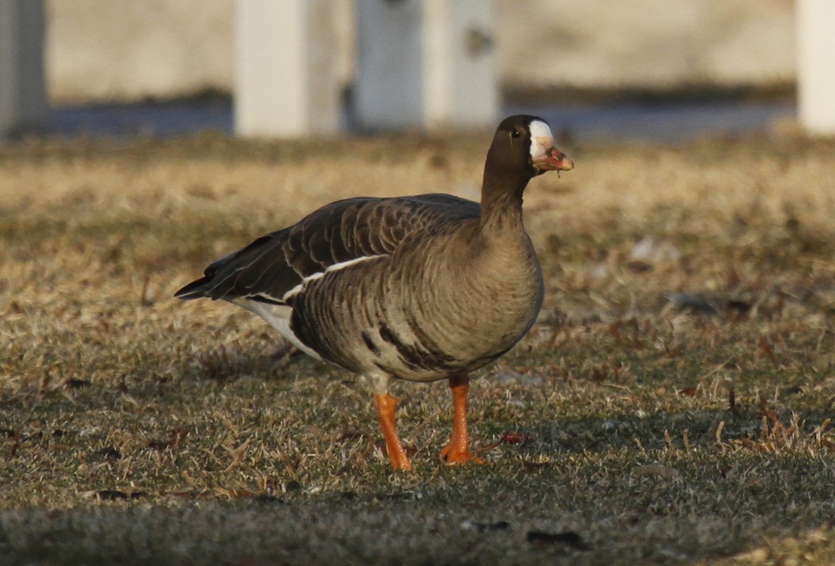 Greater White-fronted Goose - ML398483981