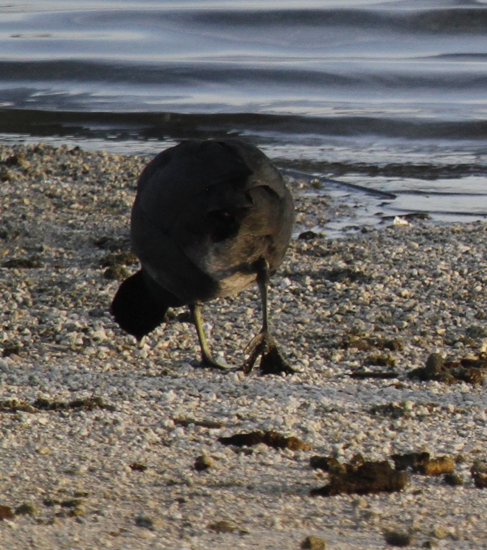 American Coot - ML398484061