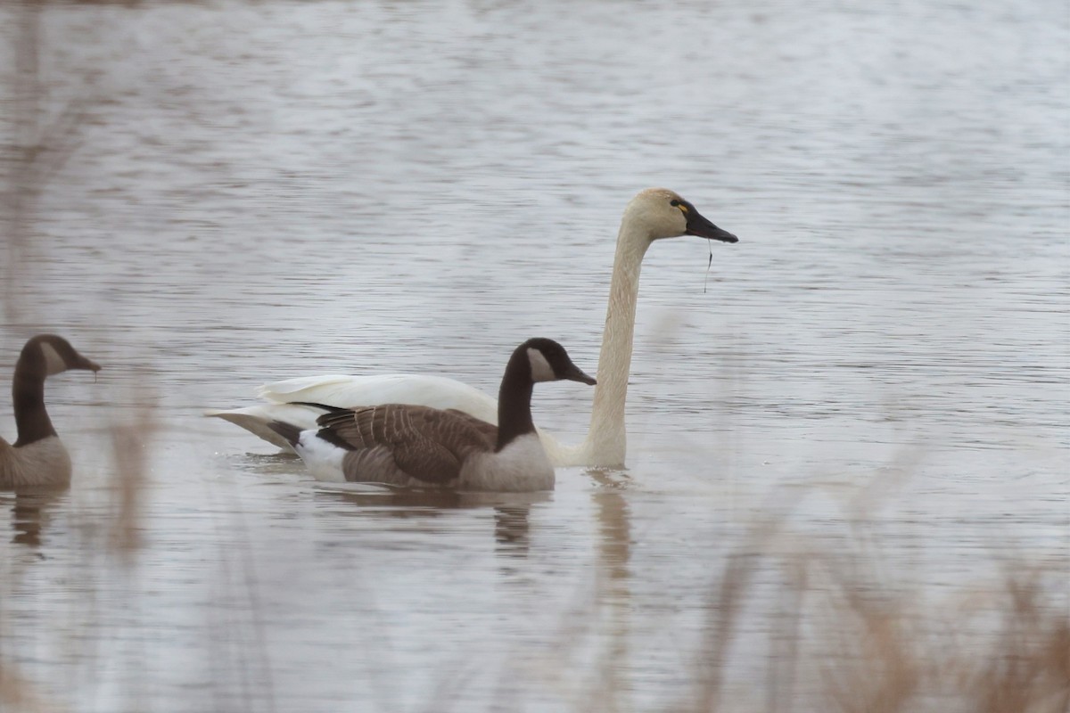 Tundra Swan - ML398484381