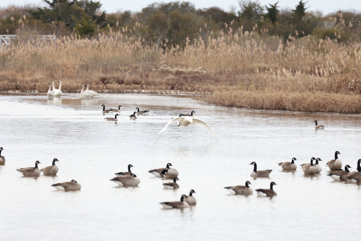 Tundra Swan - ML398485121