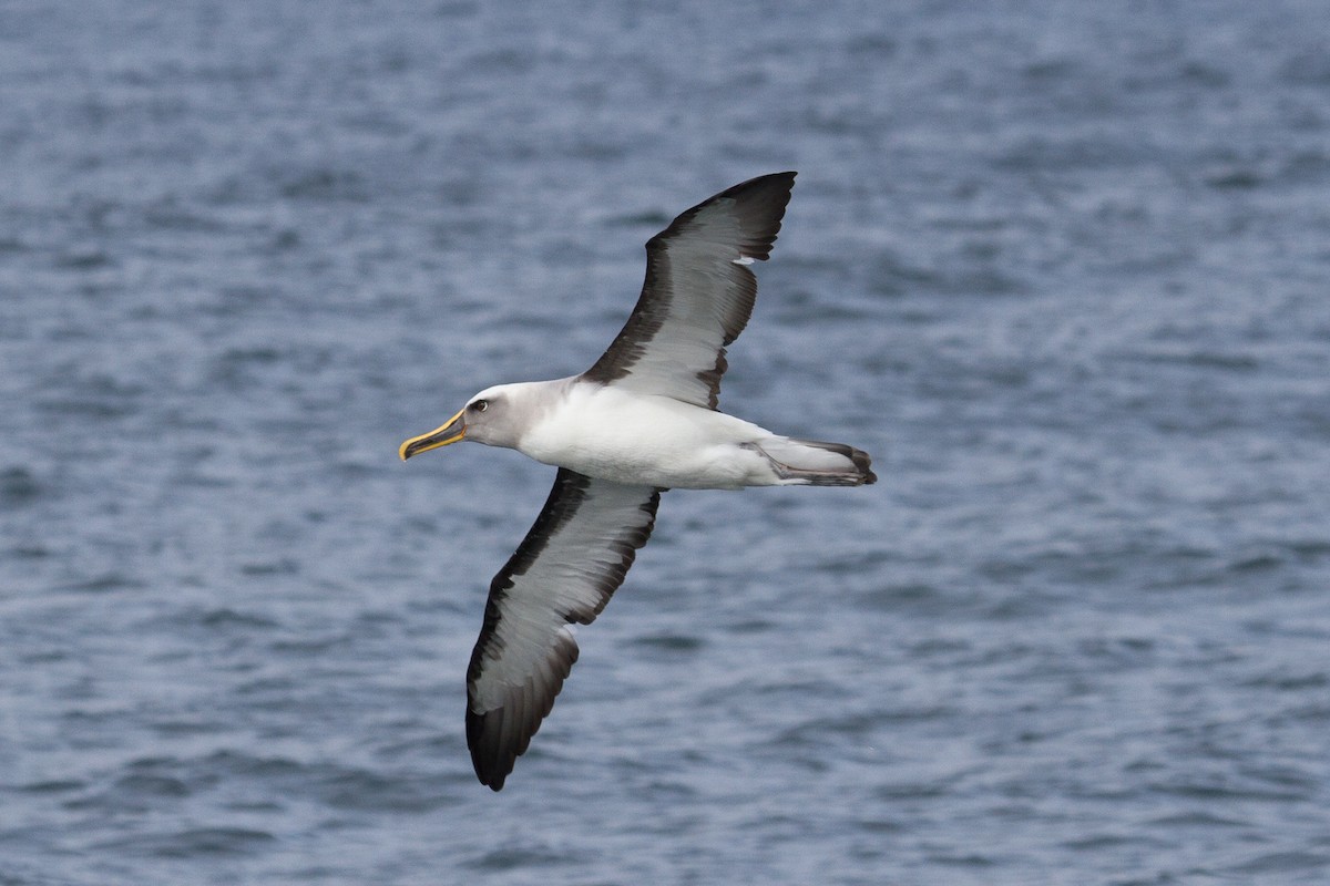 Buller's Albatross - Ivo Tejeda