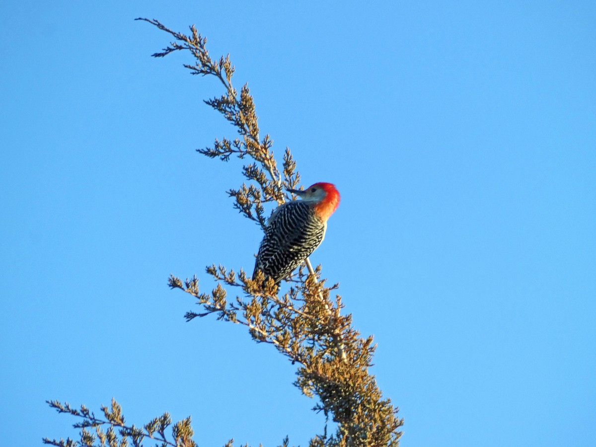 Red-bellied Woodpecker - ML398485311