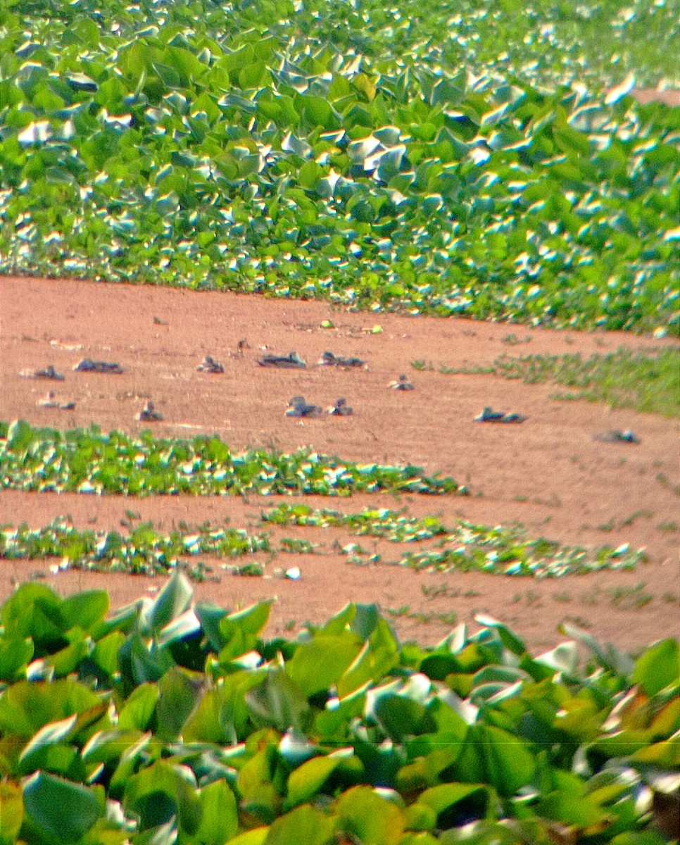 Cotton Pygmy-Goose - ML398486271