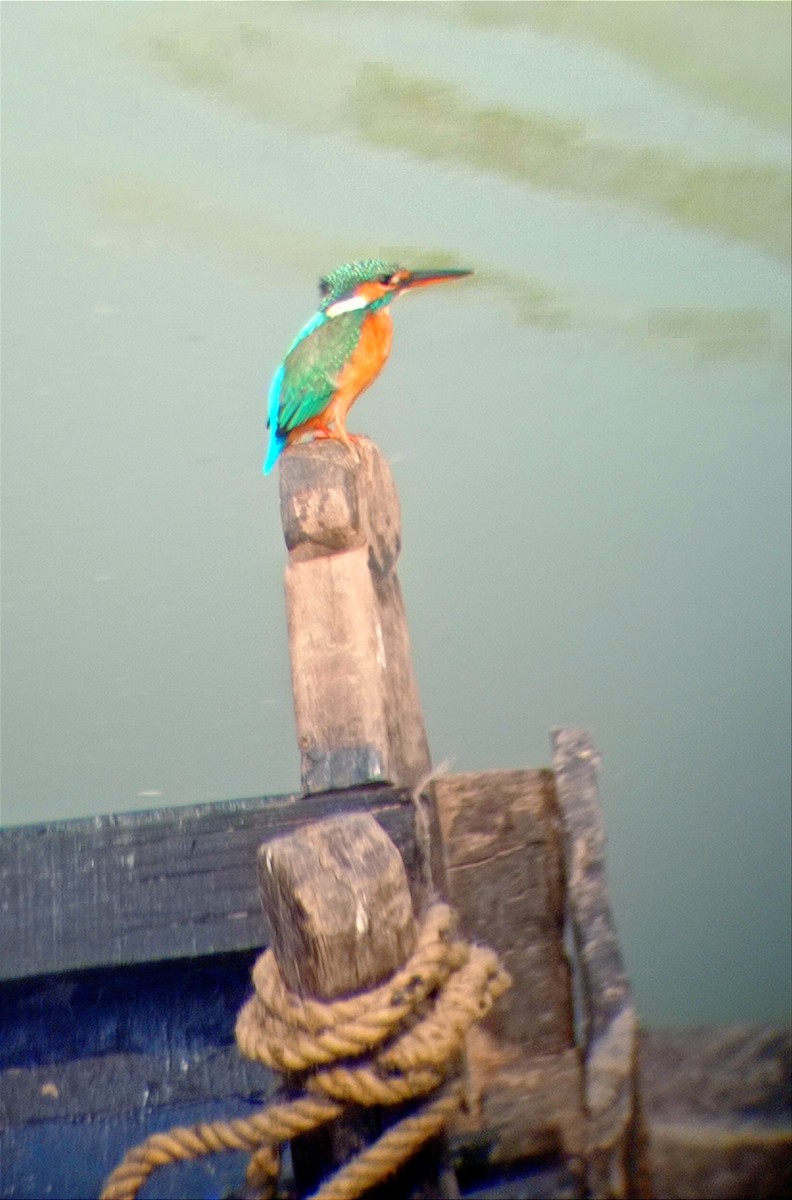 Common Kingfisher - ML398486301