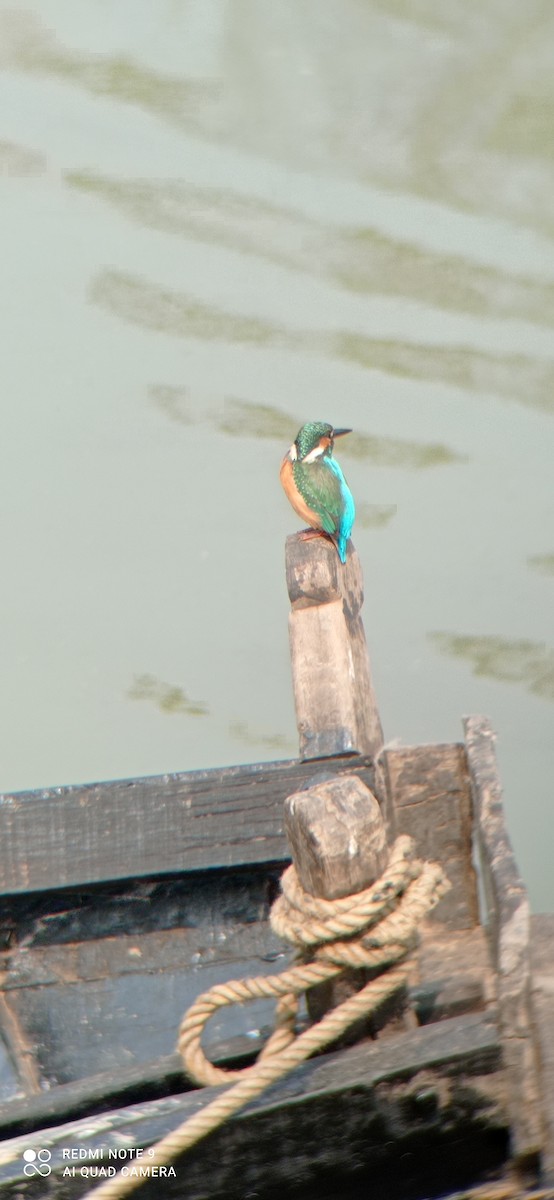 Common Kingfisher - ML398486431