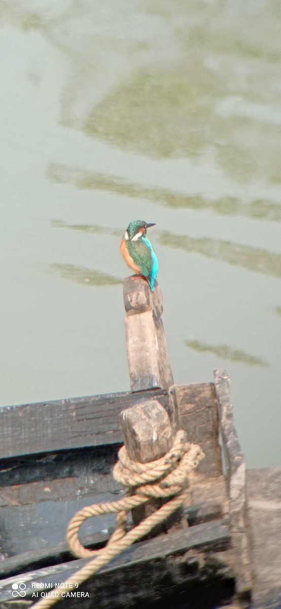 Common Kingfisher - ML398486451