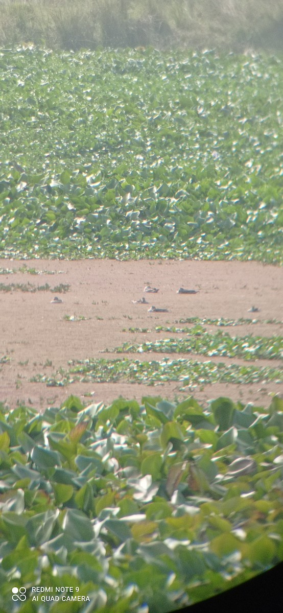 Cotton Pygmy-Goose - ML398486471