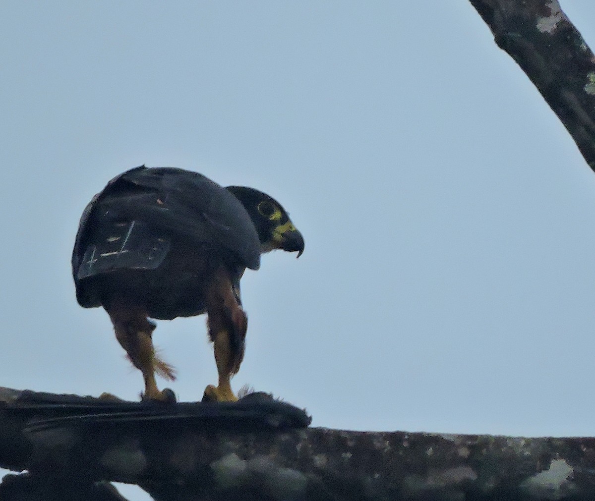 Orange-breasted Falcon - Harold Rodriguez