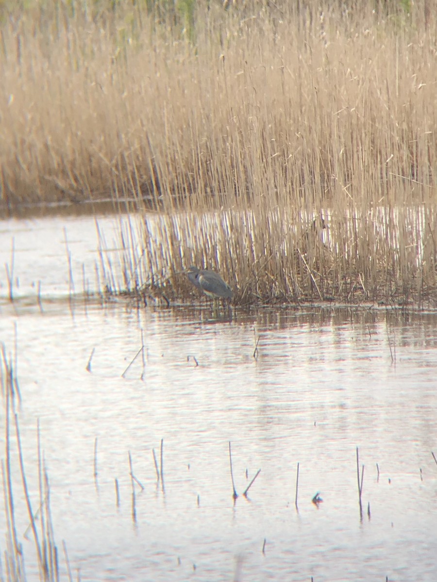 Tricolored Heron - ML398487271