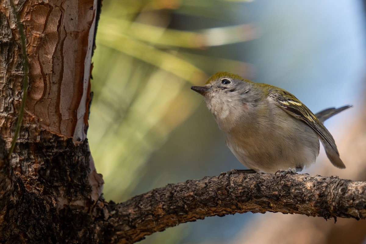 Chestnut-sided Warbler - ML398489271