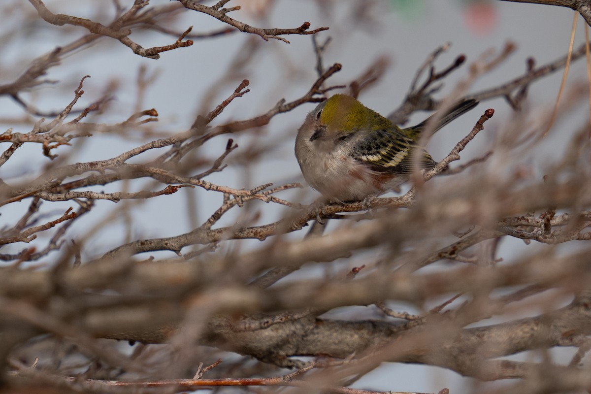 brunsideparula - ML398489291