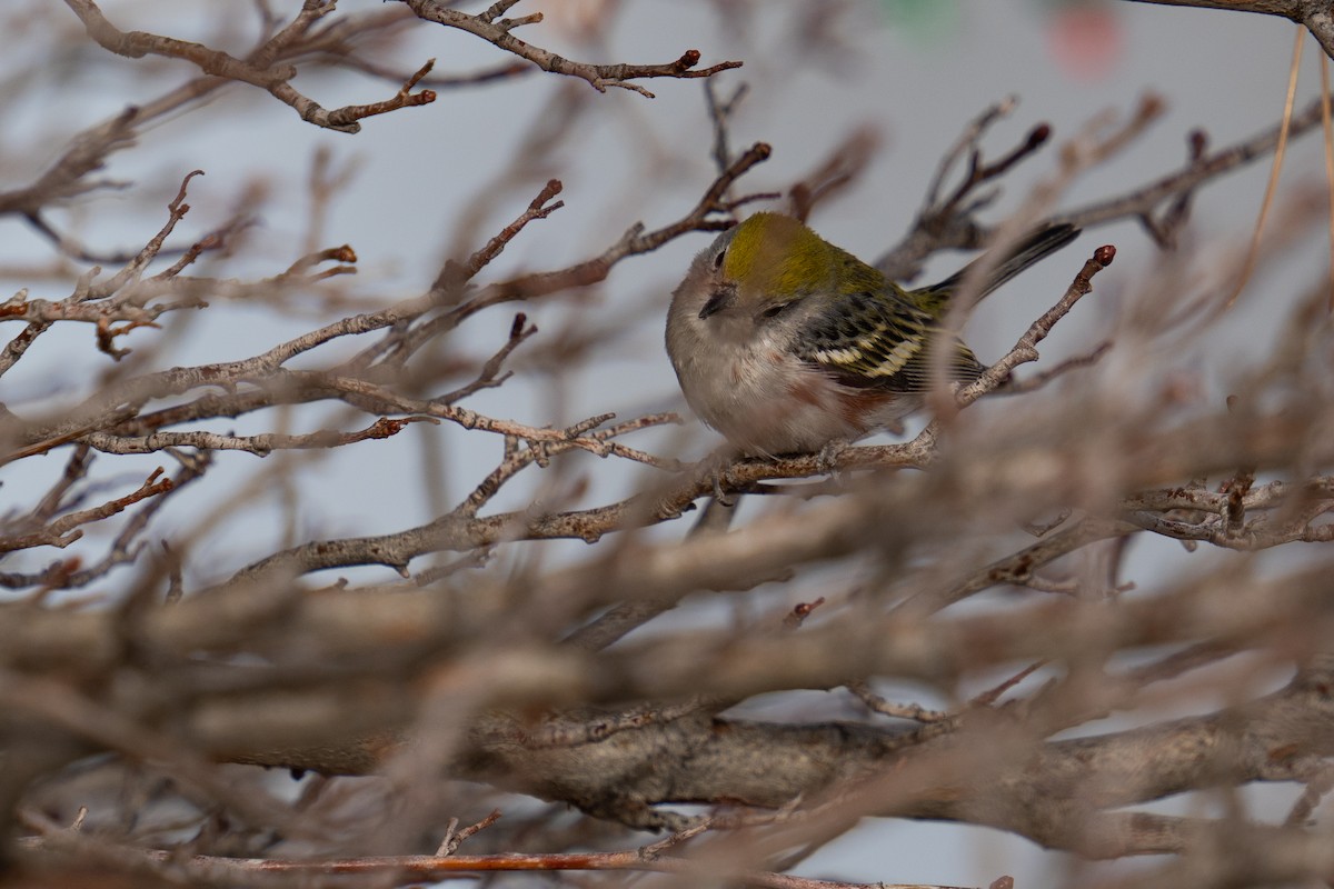 Chestnut-sided Warbler - ML398489291