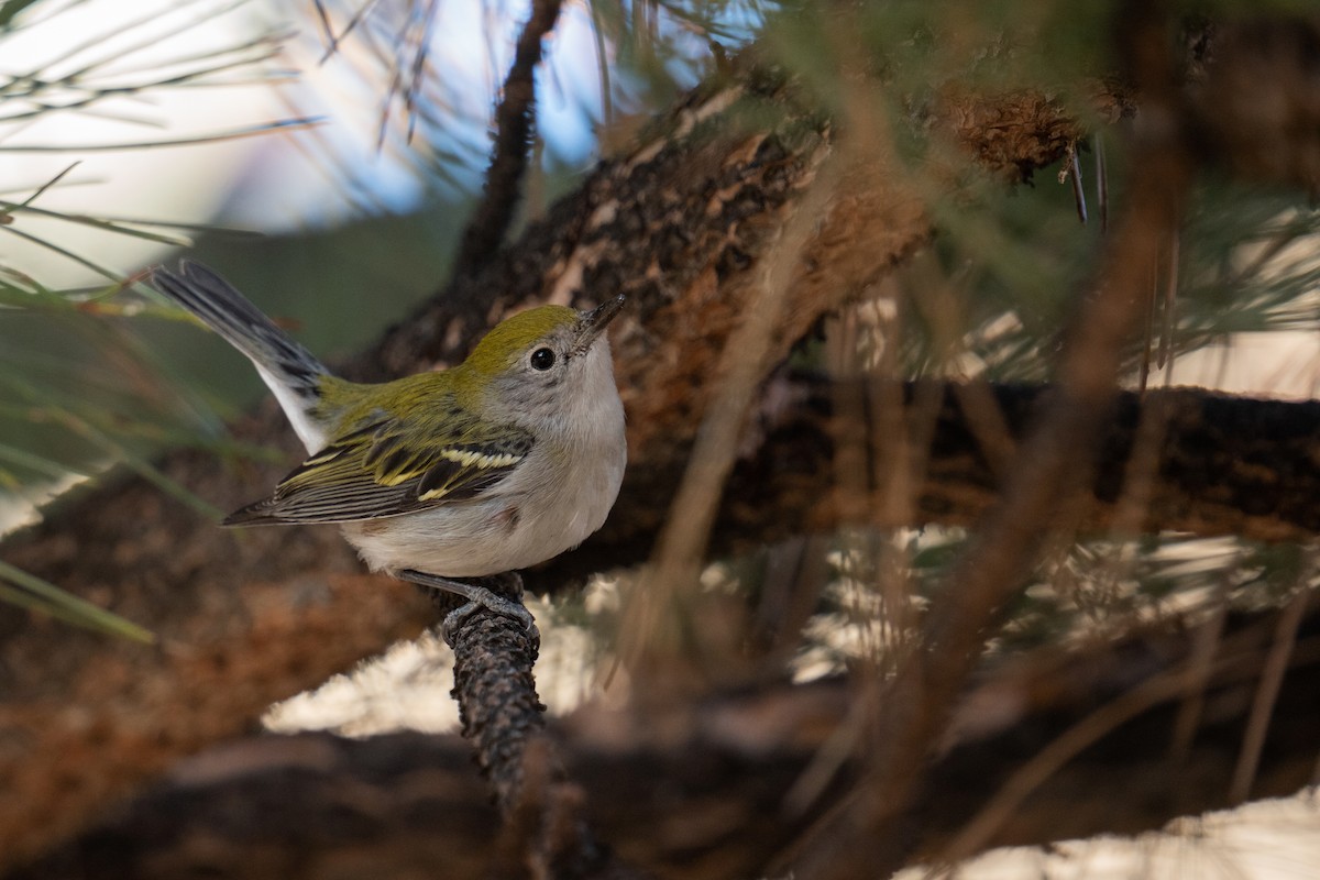 Chestnut-sided Warbler - ML398489831