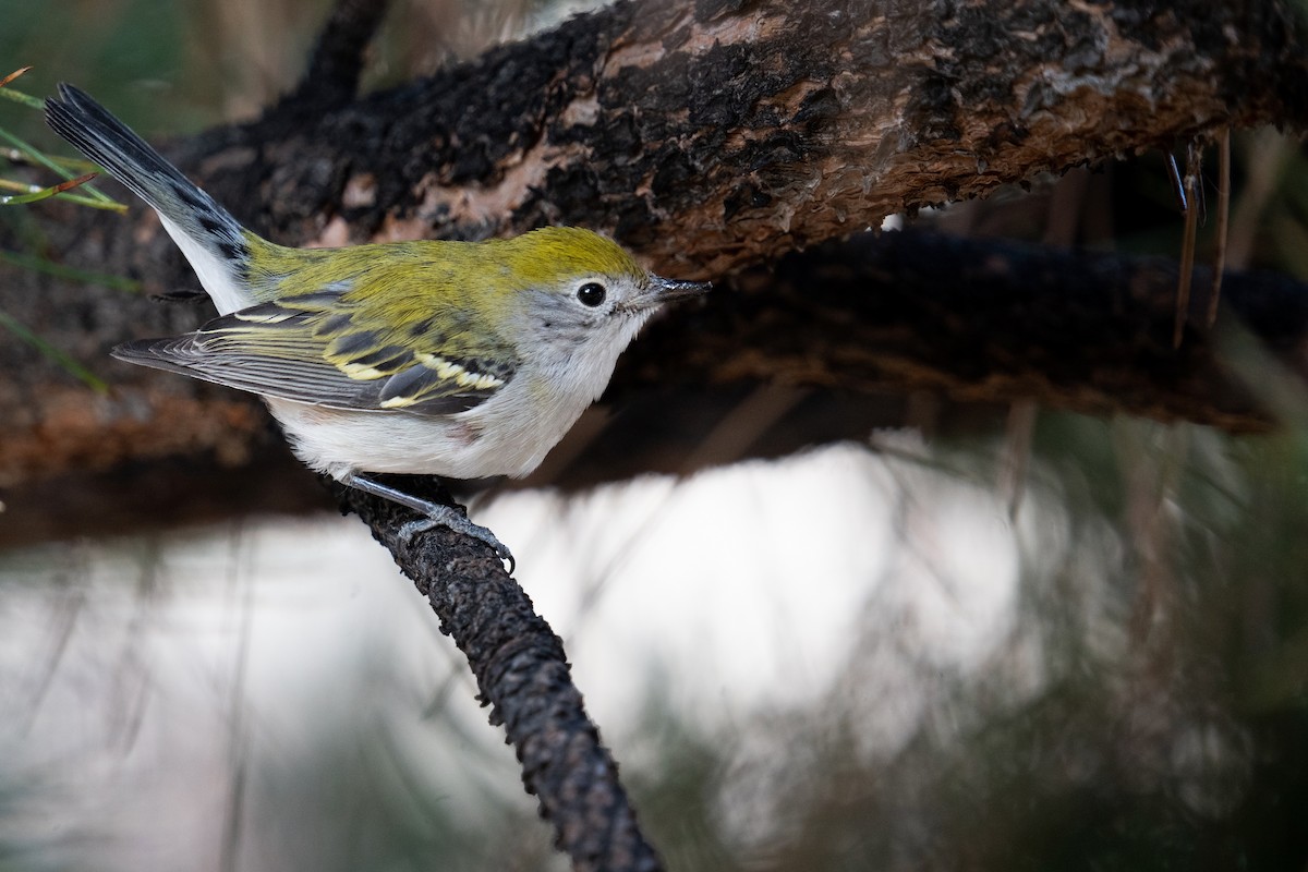 Chestnut-sided Warbler - ML398489841