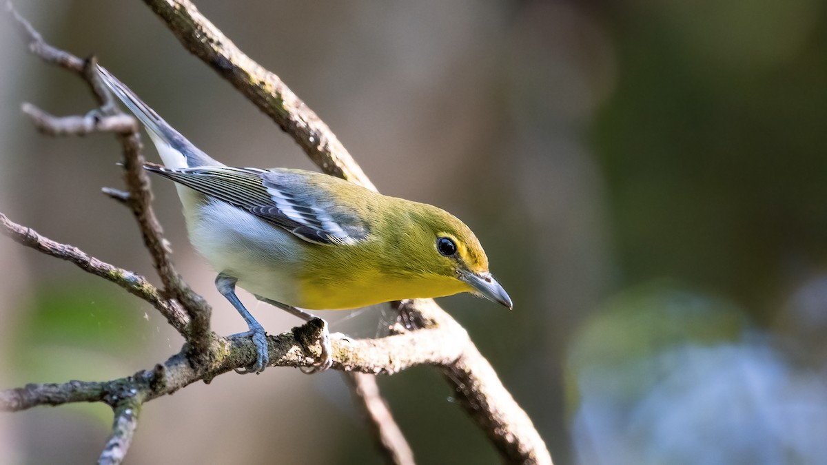 Yellow-throated Vireo - Mason Maron