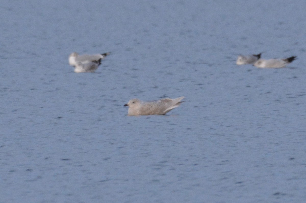 Gaviota Groenlandesa - ML398493021