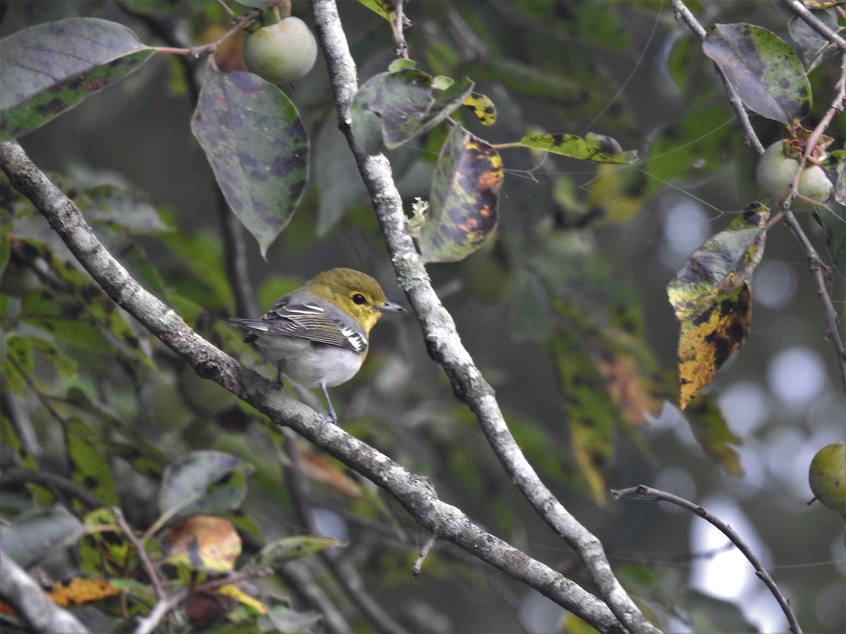 Yellow-throated Vireo - ML398493071