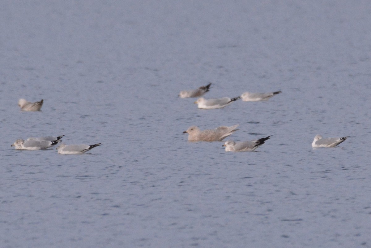 Iceland Gull - ML398493111