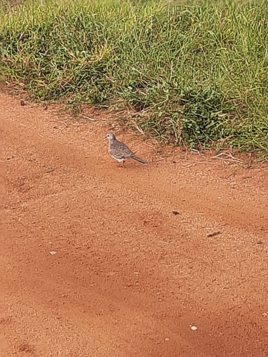 Eurasian Collared-Dove - ML398493271