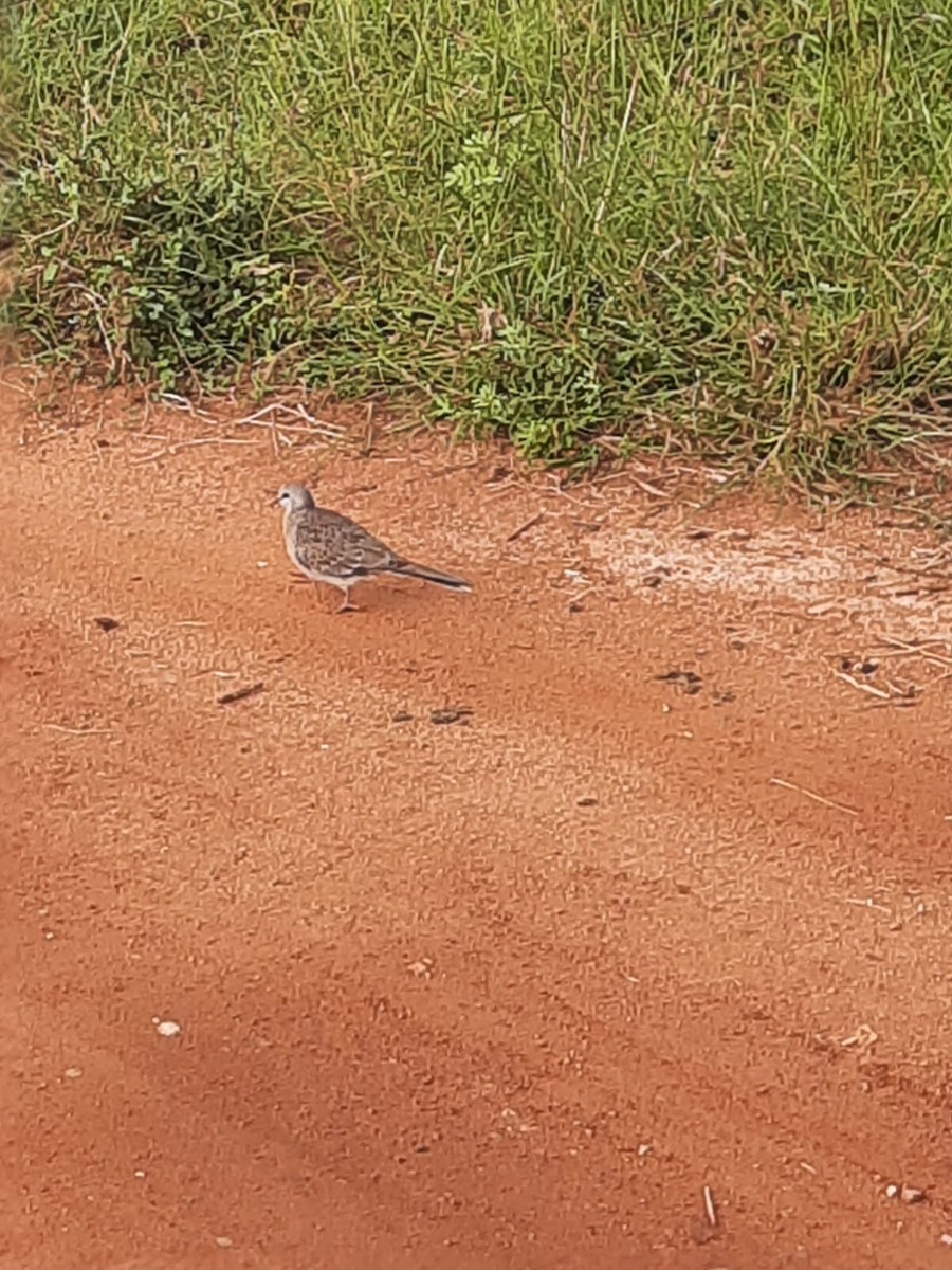 Eurasian Collared-Dove - ML398493281