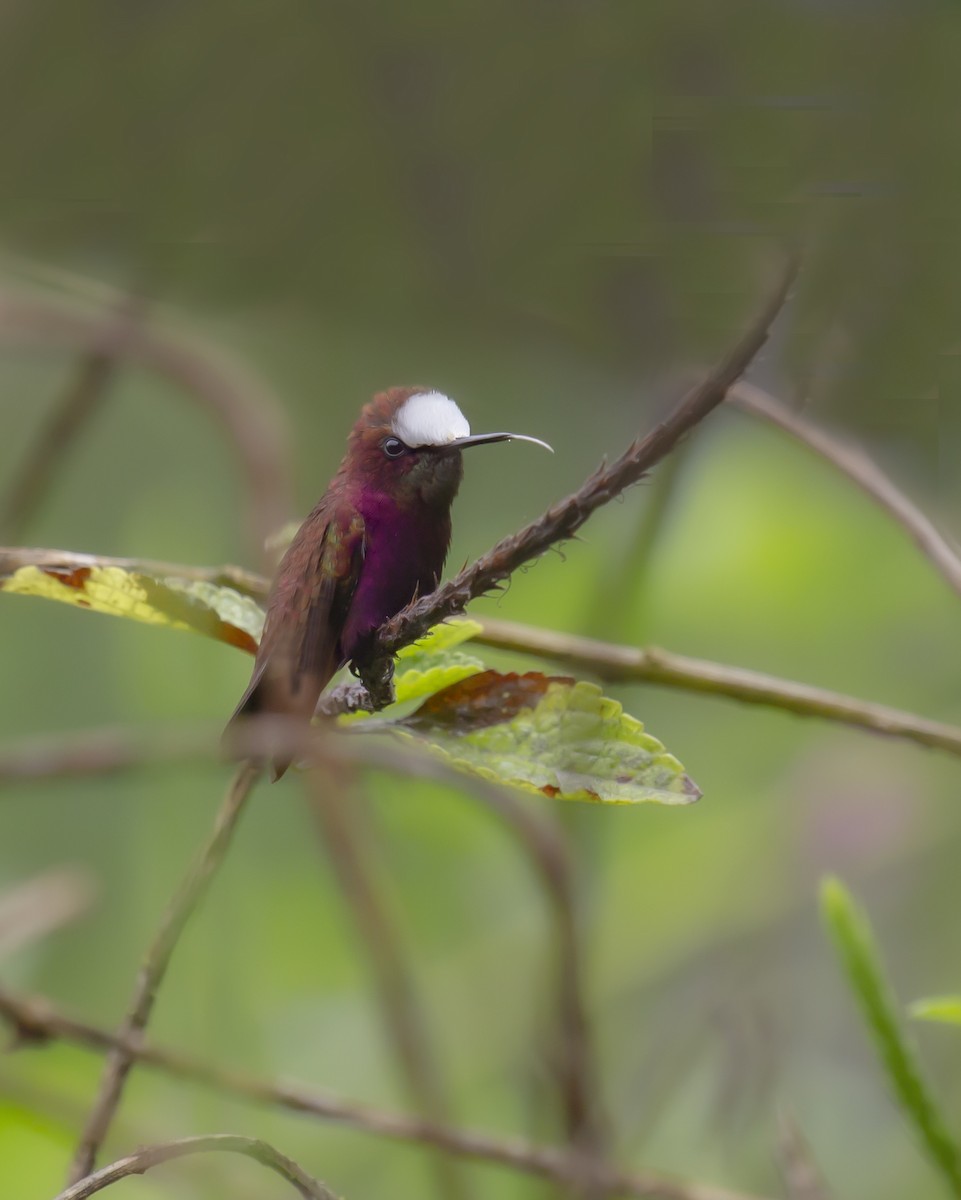 Colibrí Coroniblanco - ML398493451