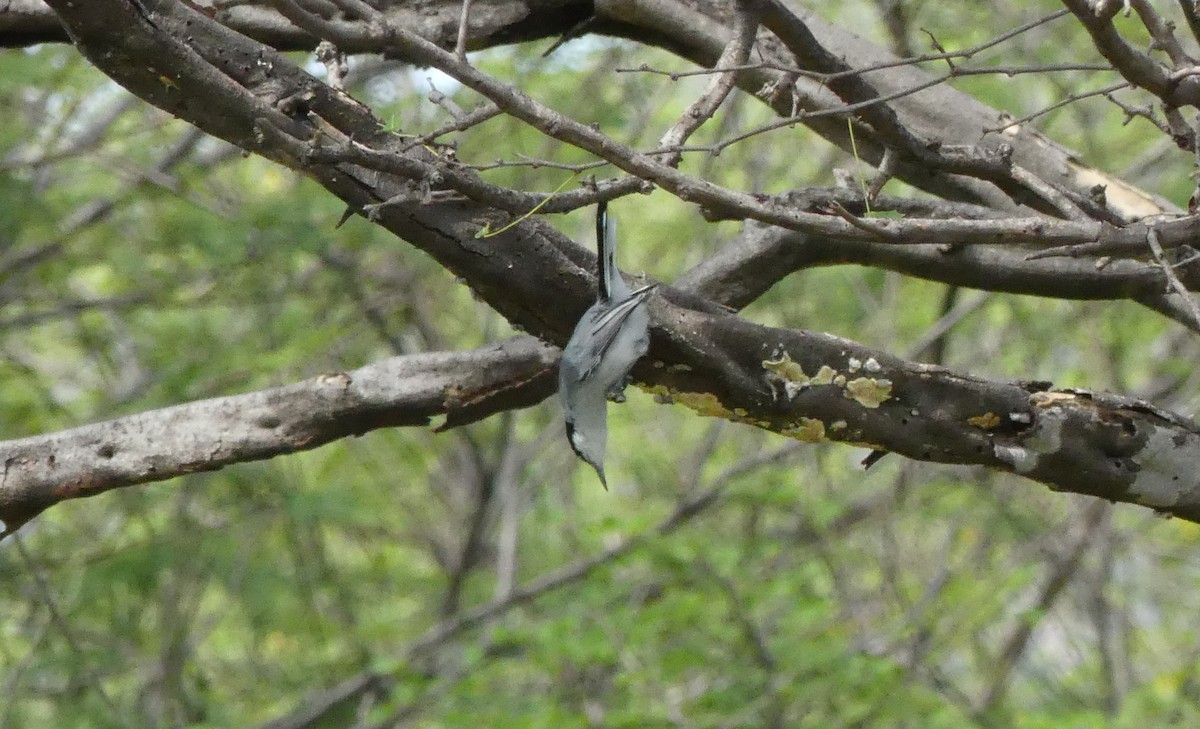 Tropical Gnatcatcher - ML398493571