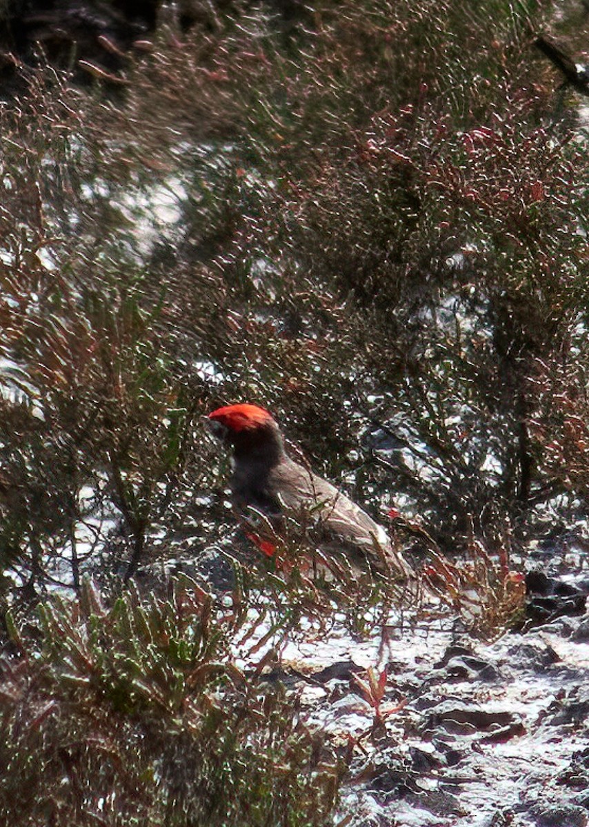 Crimson Chat - Eileen Hartley