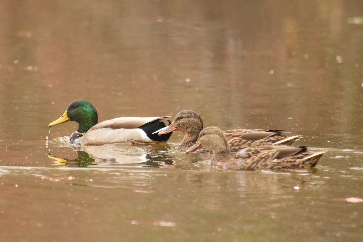 Mallard - ML398493931